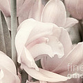 Flower Dream